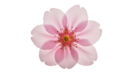 Isolated Pink Flower Bloom with Transparent Backdrop Petals Blossom