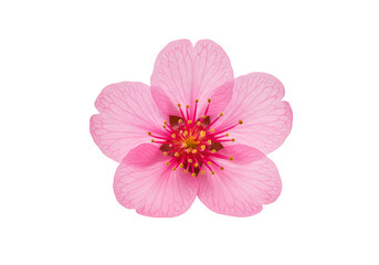 Obraz premium Isolated Pink Flower Blossom Transparent Background Spring Floral Bloom