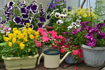 Garden still life with beautiful potted flowers of pansy and petunia in greenhouse. Spring and summer botanical and farming background with gardening objects, vintage home and retro concept