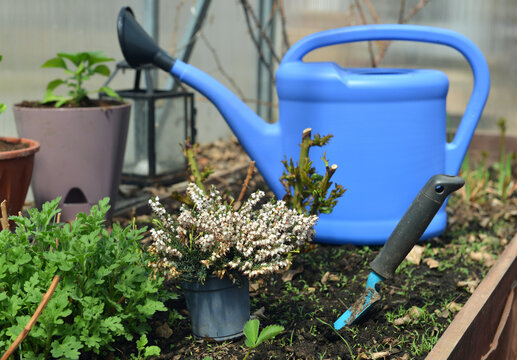 Garden still life with beautiful potted flowers of veresk and watering can in greenhouse. Spring and summer botanical and farming background with gardening objects, vintage home and retro concept