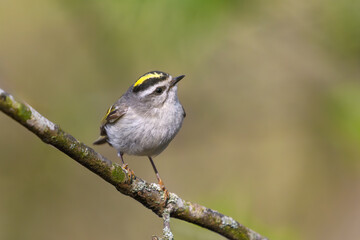 Golden-crowned Kinglet
