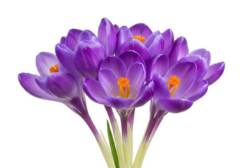 Naklejka premium Isolated Purple Crocus Flowers Transparent Background Spring Blossom