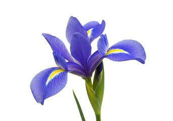 Isolated Purple Iris Flower with Transparent Background Floral Design
