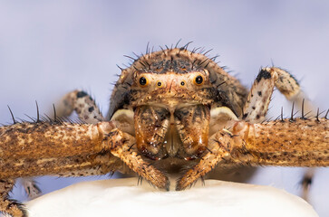 macro image of a nursery spider