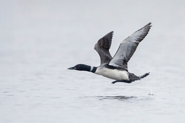 loon taking flight