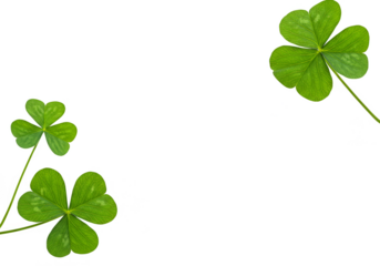 Isolated Shamrock Irish Decoration for St Patrick's Day with Green Clover