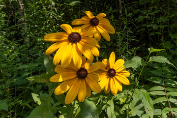 Fototapeta premium cluster of 4 black-eyed susan flowers