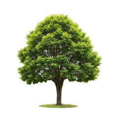 Isolated Tree Lush Green Foliage Transparent Background for Compositing