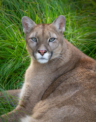 Puma retrato