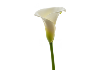 Isolated Transparent Calla Lily Flower White Bloom with Elegant Petal