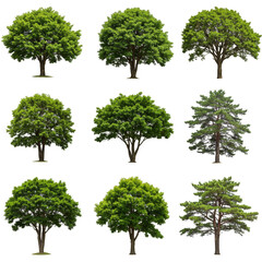 Isolated Tree Collection Fresh Green Leaves Natural Environment Background