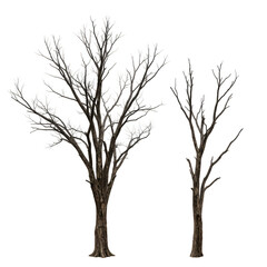 Obraz premium Isolated Tree Branches on Transparent Background Illustration Design