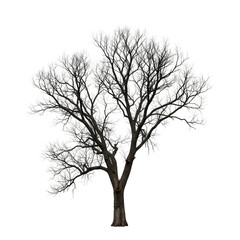 Isolated Tree With Transparent Background Flora And Botanical Image