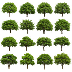 Isolated Tree Set Illustration Green Nature Element Collection Design