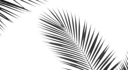 Isolated Tropical Foliage Illustration Palm Leaf Silhouette Exotic