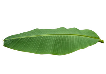 Fototapeta premium Isolated Tropical Green Banana Leaf Detailed Flora Foliage Nature