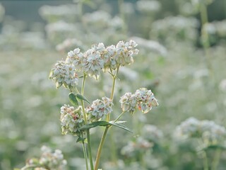 そばの花