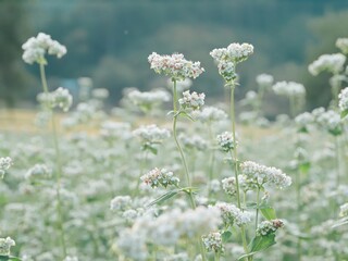 そばの花