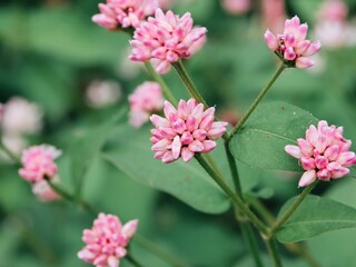 水辺や水田の近くで見かけることがあるミゾソバの花