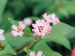 水辺や水田の近くで見かけることがあるミゾソバの花
