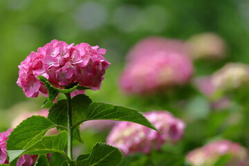 雨に濡れて咲く