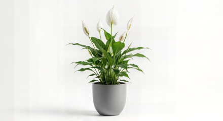 Elegant Indoor White Calla Lily (Zantedeschia aethiopica) in a Modern Grey Pot on White Background - Trendy Low-Maintenance Houseplant for Elegant Home and Office Decor, Classic Foliage and Blooming W