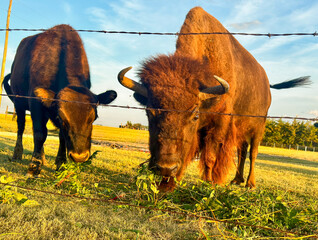 Bison at sunset