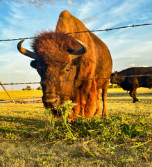 Bison at sunset