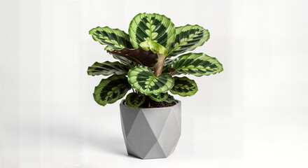 Elegant Indoor Peperomia Rubella (Emerald Ripple Peperomia) in a Stylish Geometric Grey Pot on White Background - Trendy Low-Maintenance Houseplant for Modern Home and Office Decor, Vibrant Foliage fo