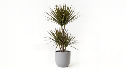 Modern Indoor Dracaena Marginata (Dragon Tree) in a Stylish Grey Pot on White Background - Trendy Low-Maintenance Houseplant for Elegant Home and Office Decor, Architectural Foliage for Contemporary I