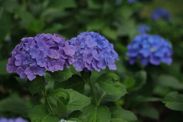 雨に濡れて咲く