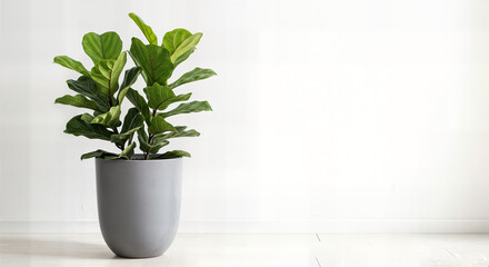 Elegant Indoor Fiddle Leaf Fig (Ficus lyrata) in a Modern Grey Pot on White Background - Trendy Low-Maintenance Houseplant for Luxurious Home and Office Decor, Large Foliage for Stylish Interior Desig