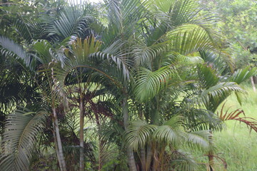 Fototapeta premium palm tree in the jungle