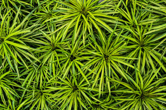 Osmoxylon lineare or Ararea or Aralea or Aralia or Miagos Bush is an ornamental plant belonging to the shrub, its leaves are green and yellow. long leaves and sharp edges. Top view, high angle, above.