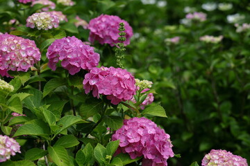 雨に濡れて咲く