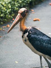 ホーチミンのサイゴン動植物園