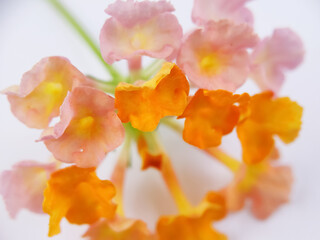 Blurry Soft Pictures of Lantana Urticoides Leaves. Also Known as West Indian Shrubverbena....