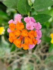 Lantana Urticoides Also Known as West Indian Shrubverbena, Family of Verbenaceae. Beautiful Flower...