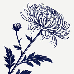 black and white chrysanthemum