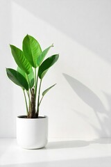 Sleek Minimalist Plant in Modern Pot Against White Wall Perfect for Home Decor and Design Blogs