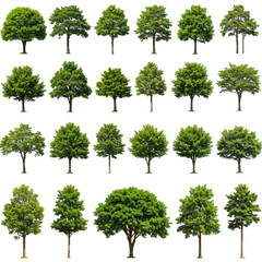 Realistic Trees Isolated Plants Green Forest Foliage Transparent Png