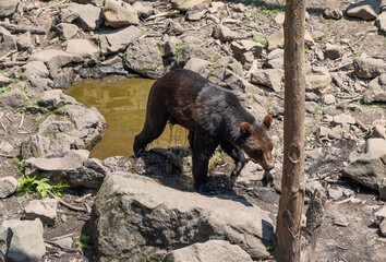 Kamchatka brown bear walking near a small pond on a hot summer day in Primorsky Krai, surrounded by rocks and dry ground under the blazing sun.
