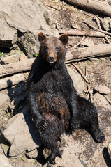 Kamchatka brown bear sits on the muddy ground, one leg raised as it rests its weight back, showcasing its powerful limbs and natural behavior.