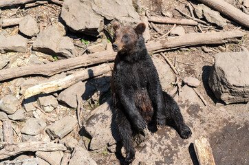 Wet Kamchatka brown bear sits comfortably among rocks and logs, blending with the natural forest environment and enjoying the muddy ground.