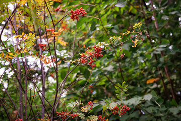 Viburnum sargentii, known as Sargent's viburnum, displays vibrant red berries and striking red foliage in autumn, enhancing the fall landscape