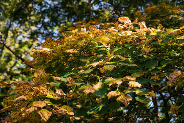 Golden autumn leaves of Amur linden (Tilia amurensis) create a warm and cozy background, reflecting the seasonal charm of the Russian Far East