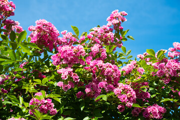 Pink Wartburg rambler rose blooming under clear summer sky. Vibrant flowers and green leaves create a lively and colorful garden scene in full sunlight.