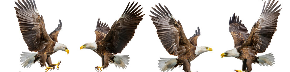 Fototapeta premium Flying bald eagles in different positions isolated on transparent background