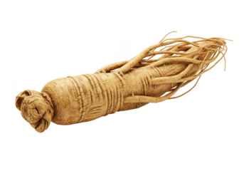 Isolated Ginseng Root Herb Natural Traditional Medicine Transparent