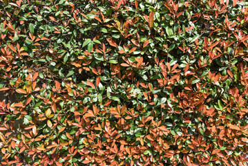 Close-up of vibrant Photinia hedge with red and green leaves in sunlight, creating a natural background with texture and seasonal color contrast.